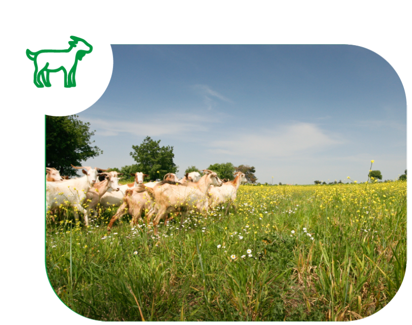 La leche de cabra es una opción certificada para la alimentación de tu bebé