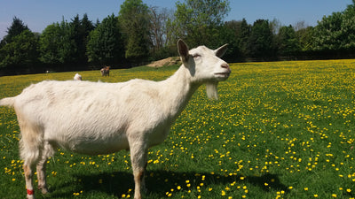 Leche de cabra
